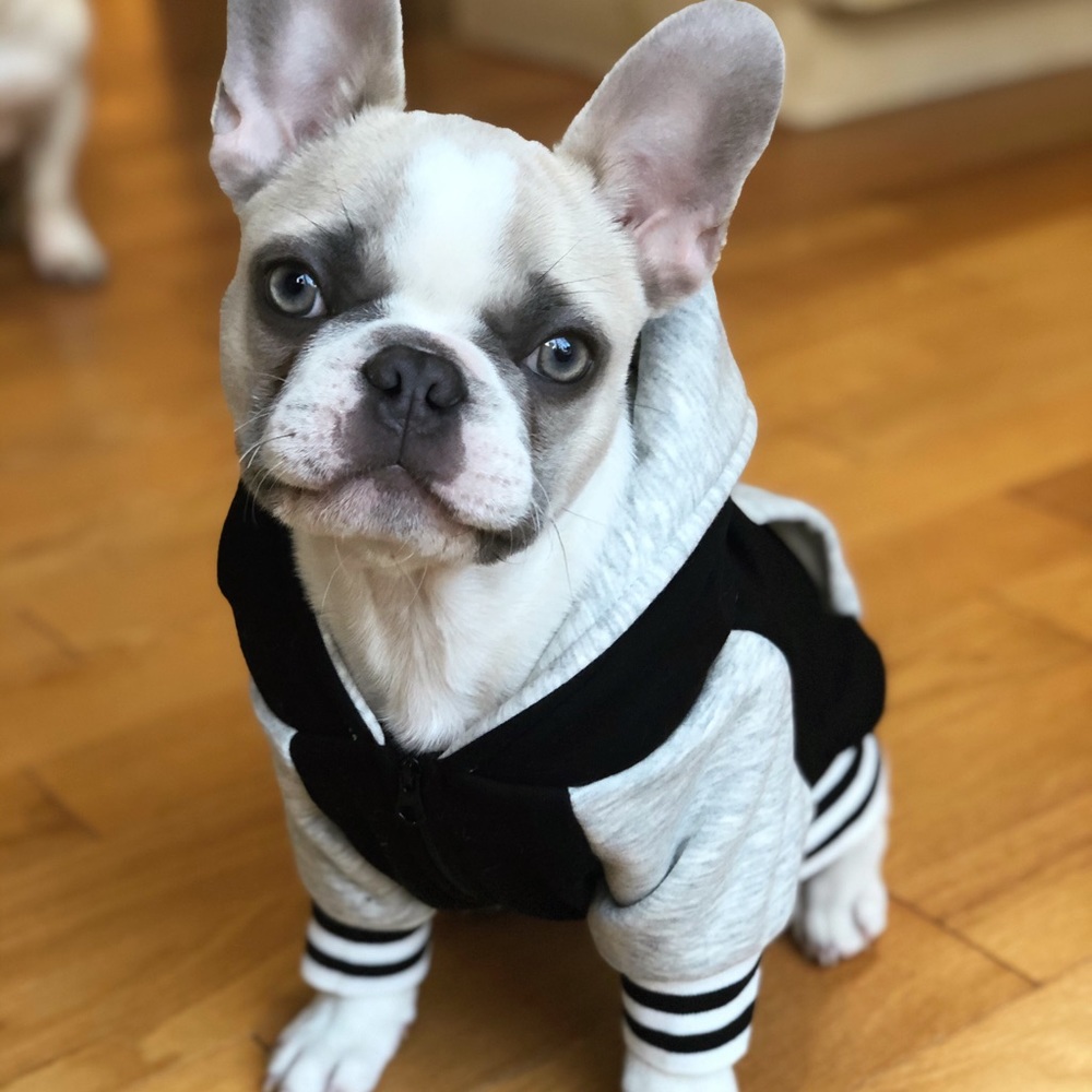 Dog / Frenchie Hoodie